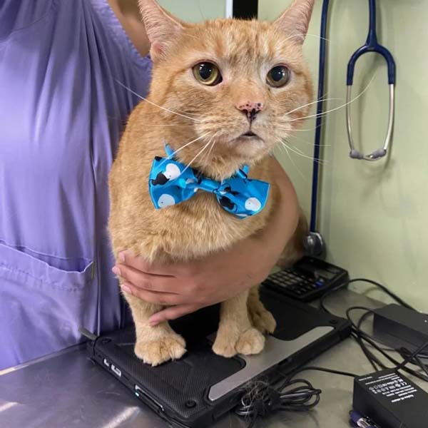 vet holding a cat wearing a bowtie