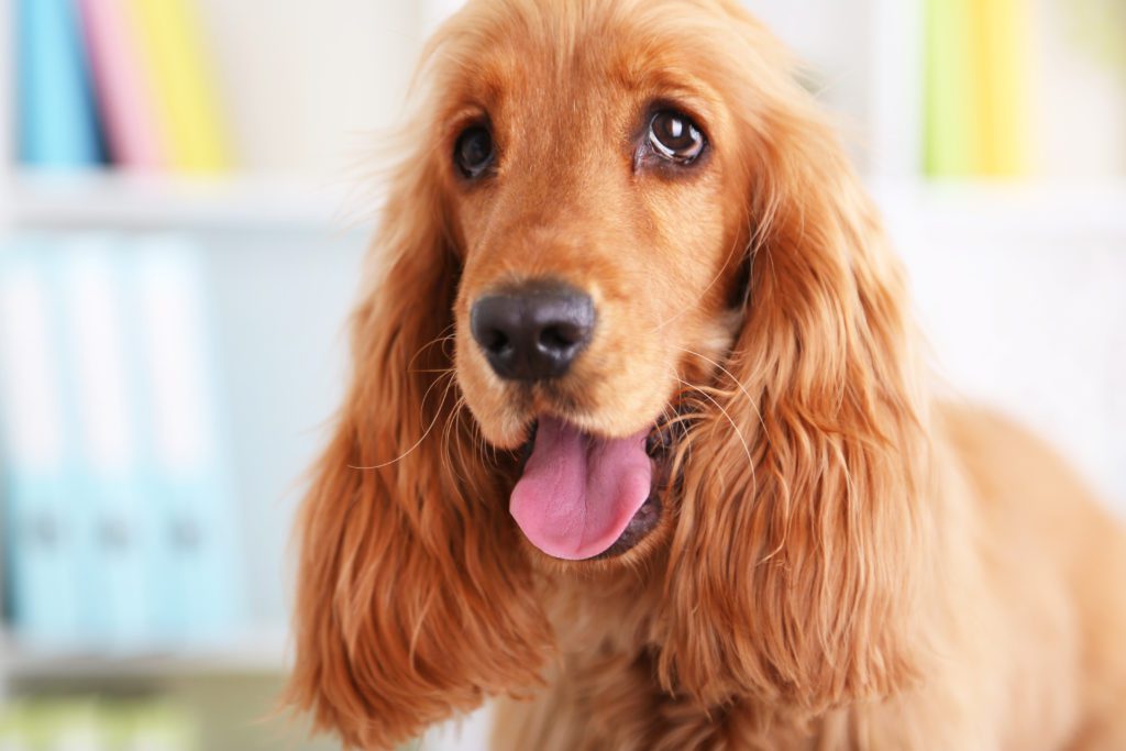 Braintree Veterinary Care Gallery | Vet In Braintree, MA