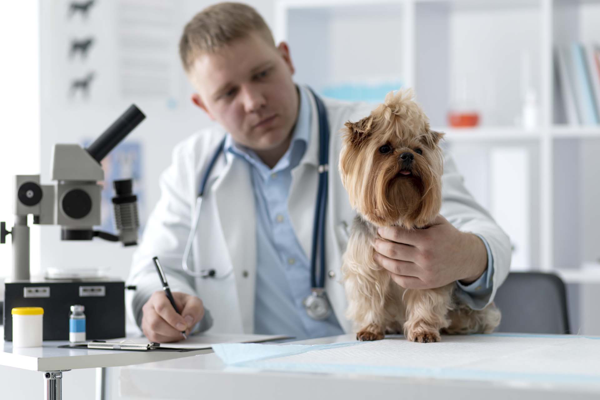 Pet Laboratory Services In Braintree MA | Braintree Vet Care